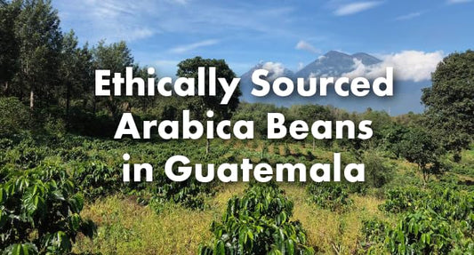 Café Grumpy Guatemala Single Origin Whole Coffee Beans, 12 oz Bag Farm to Table Medium Roast, French Press Pour Over Cold Brew Drip