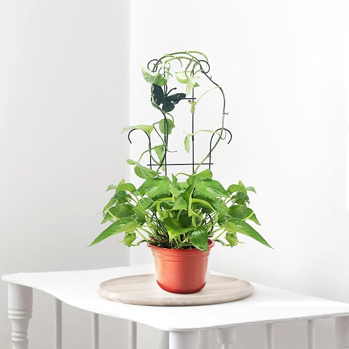 23 Inch Plant Trellis for Potted Plants, Sturdy Metal Houseplant Trellis for Climbing Plants Indoor Outdoor, Rust-Resistant Plant Support for Monstera Pothos Ivy, 2 Pack (2, 23inch)