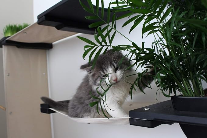 CatastrophiCreations Mini Garden - Multiple-Level Cat Hammock & Climbing Activity Center Wall-Mounted Cat Tree Shelves English Chestnut/Charcoal